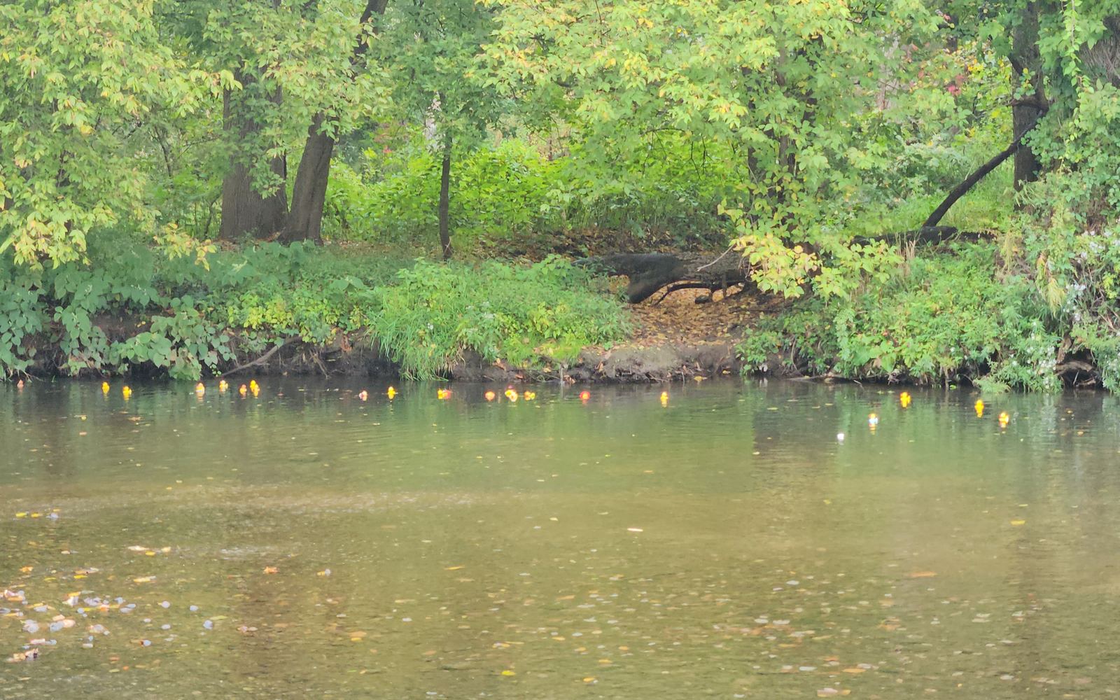 Rubber ducks floating down the river during the Great Denville Duck Race in Denville, NJ