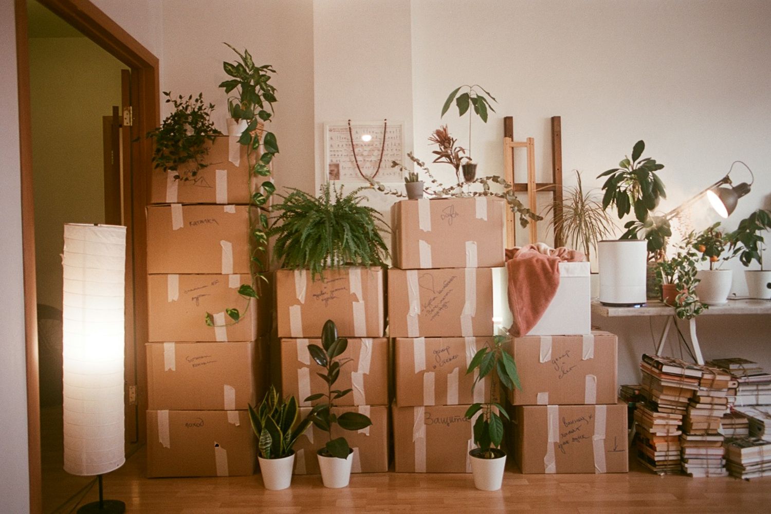 Moving boxes stacked in a sunny room with house plants on top Moving boxes stacked in a sunny room with house plants on top