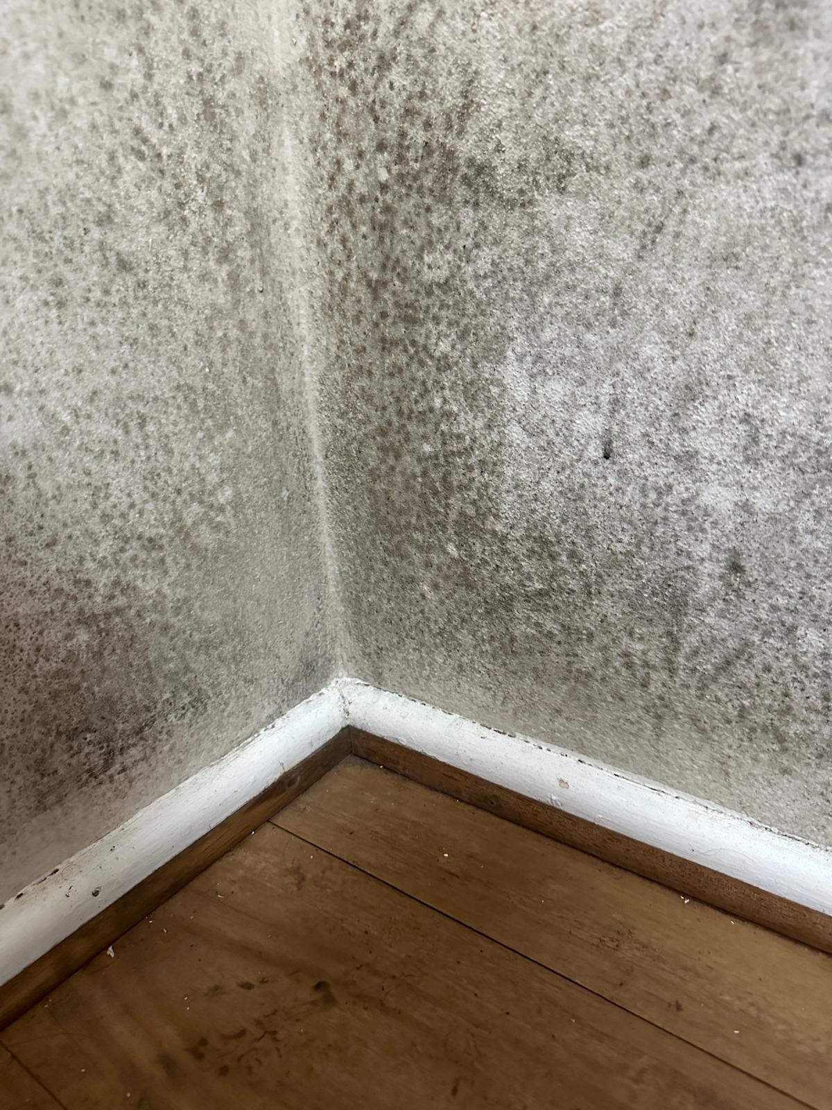 Clean or Remove Mould? It Depends on the Material