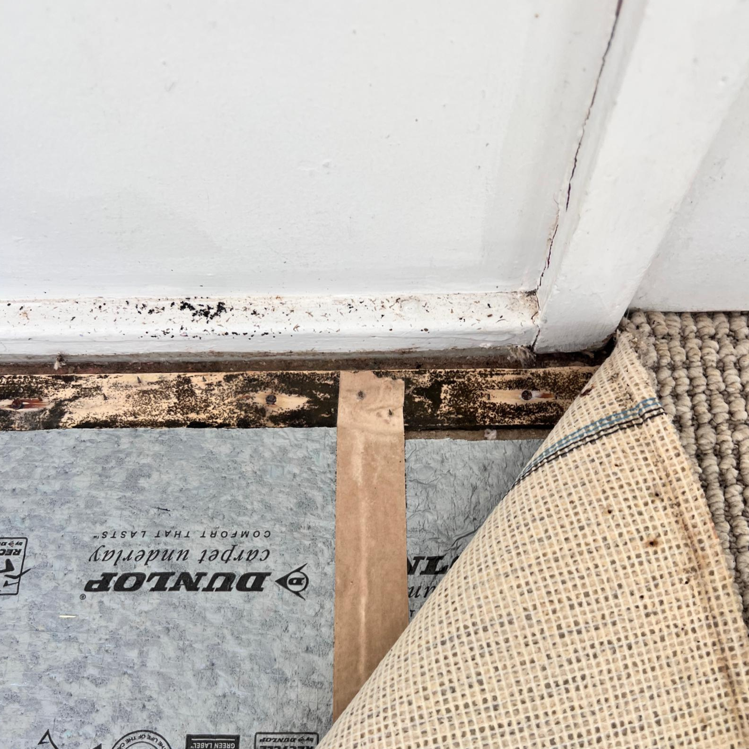 Carpet affected by mould and moisture