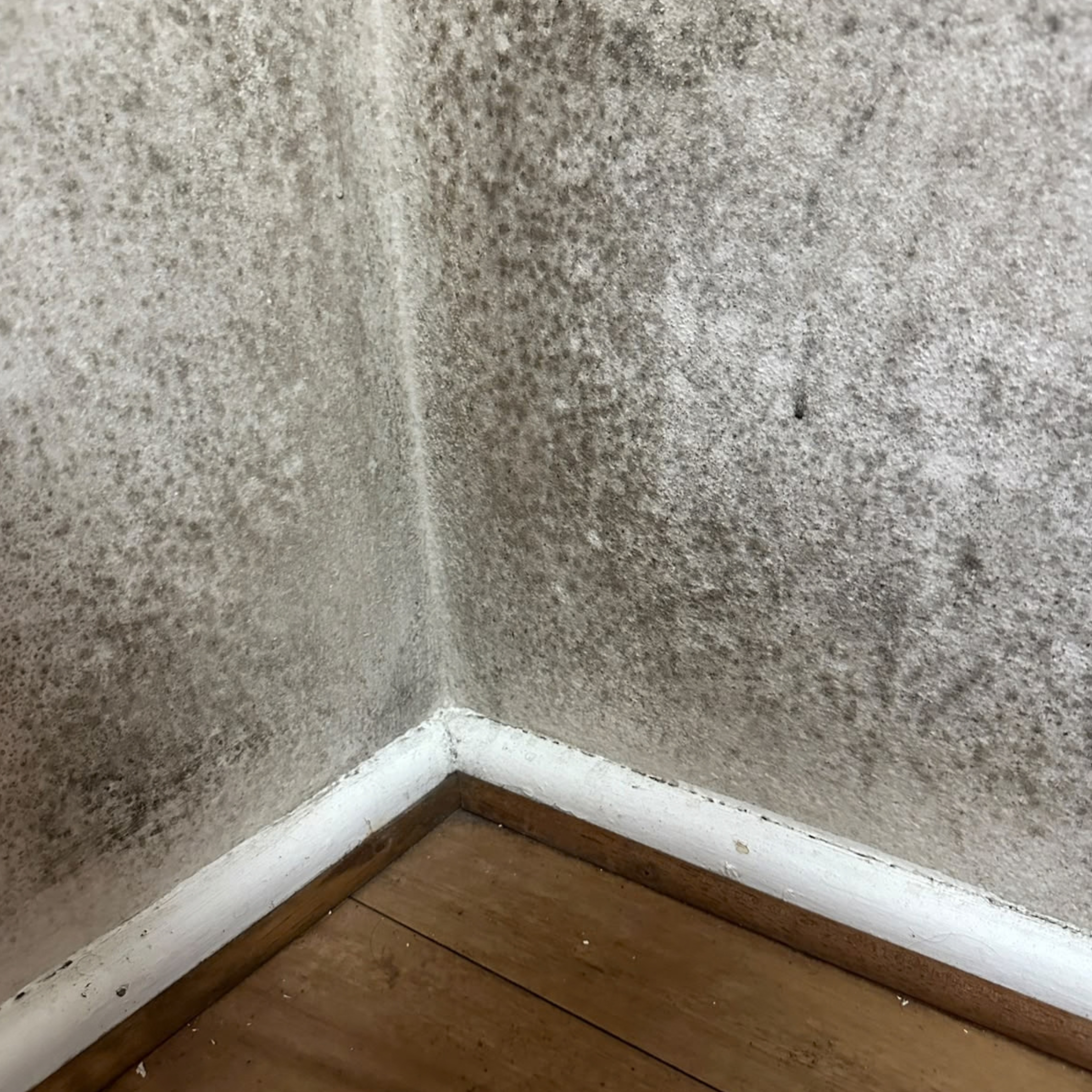Heavy mould growth across a bedroom wall corner in Eastlakes NSW