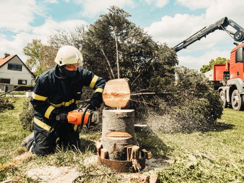 Tree Removal in Stafford