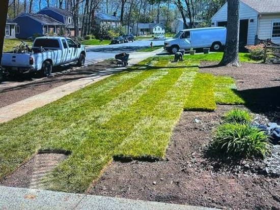 Tree Removal Stafford