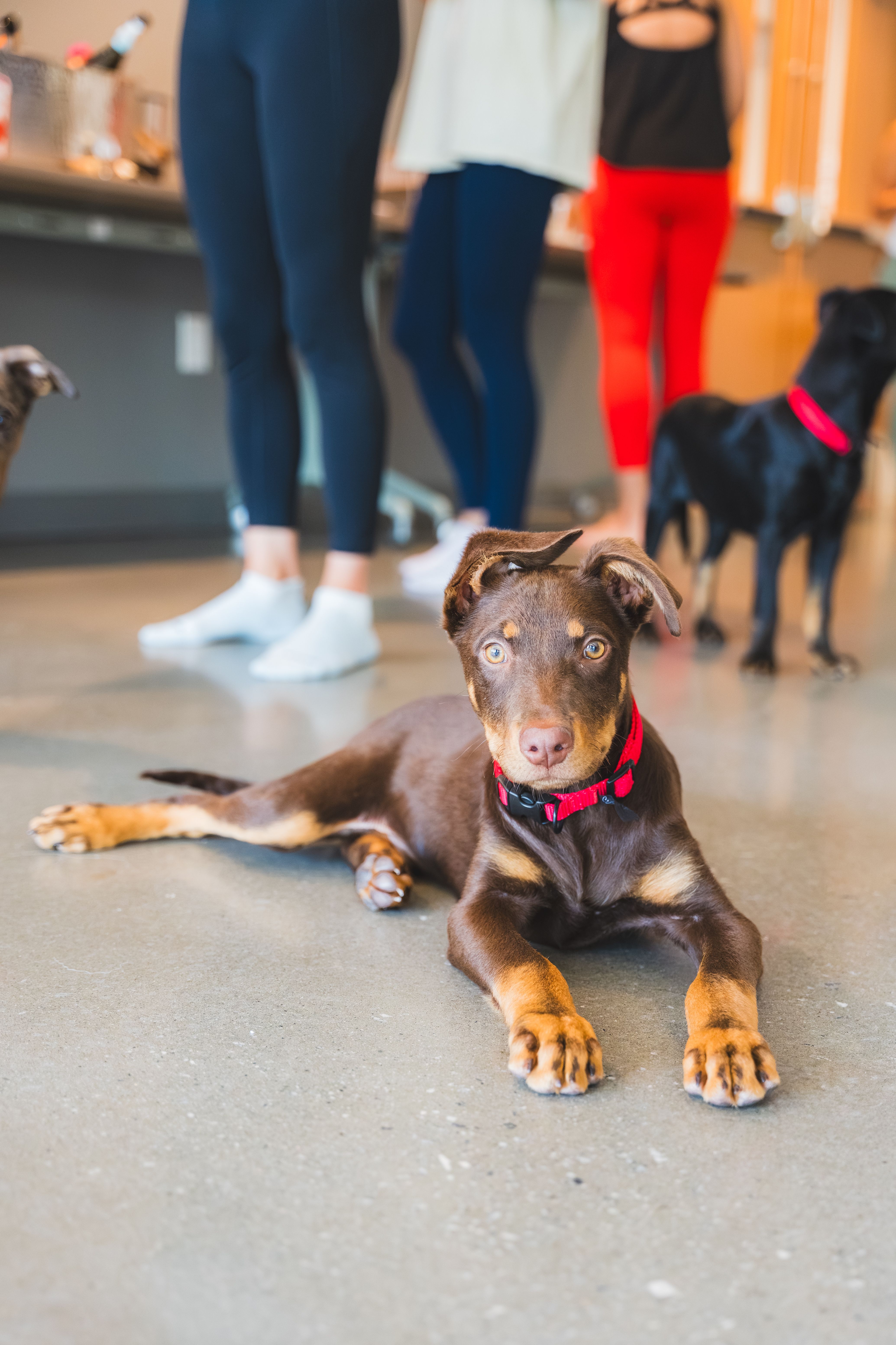 Puppy yoga at Atlanta Humane Society