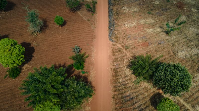 Dirt road through green trees from above