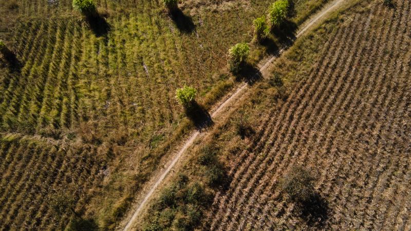 Farmland rows from above