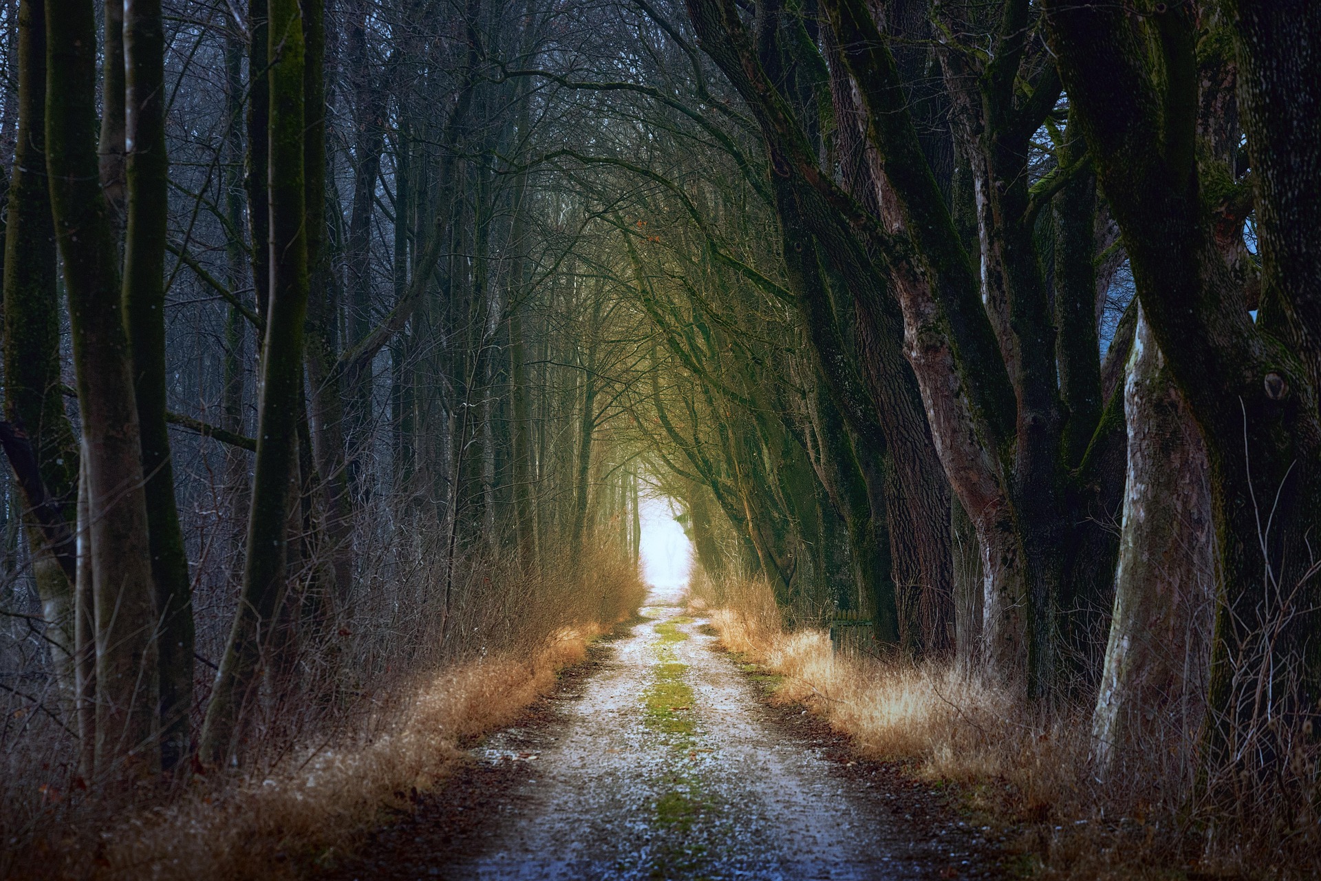 Forest Path Forest Path