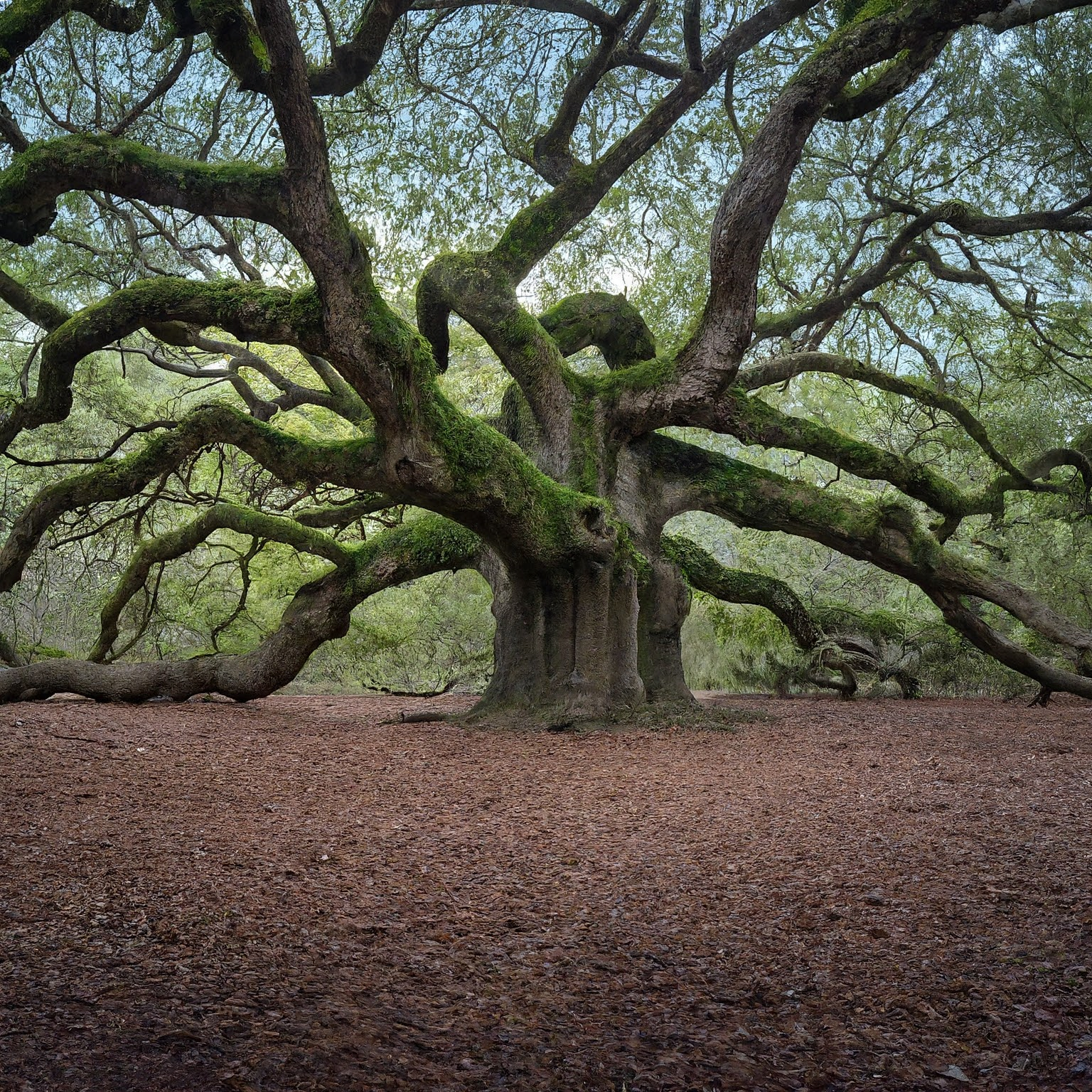 Armorphors Tree Arborist Advisor