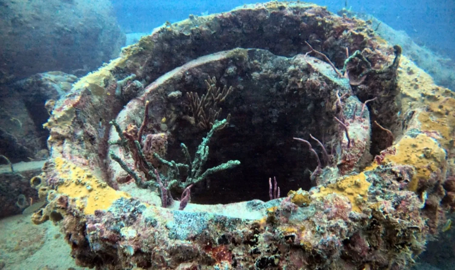 Coral reef scuba diving