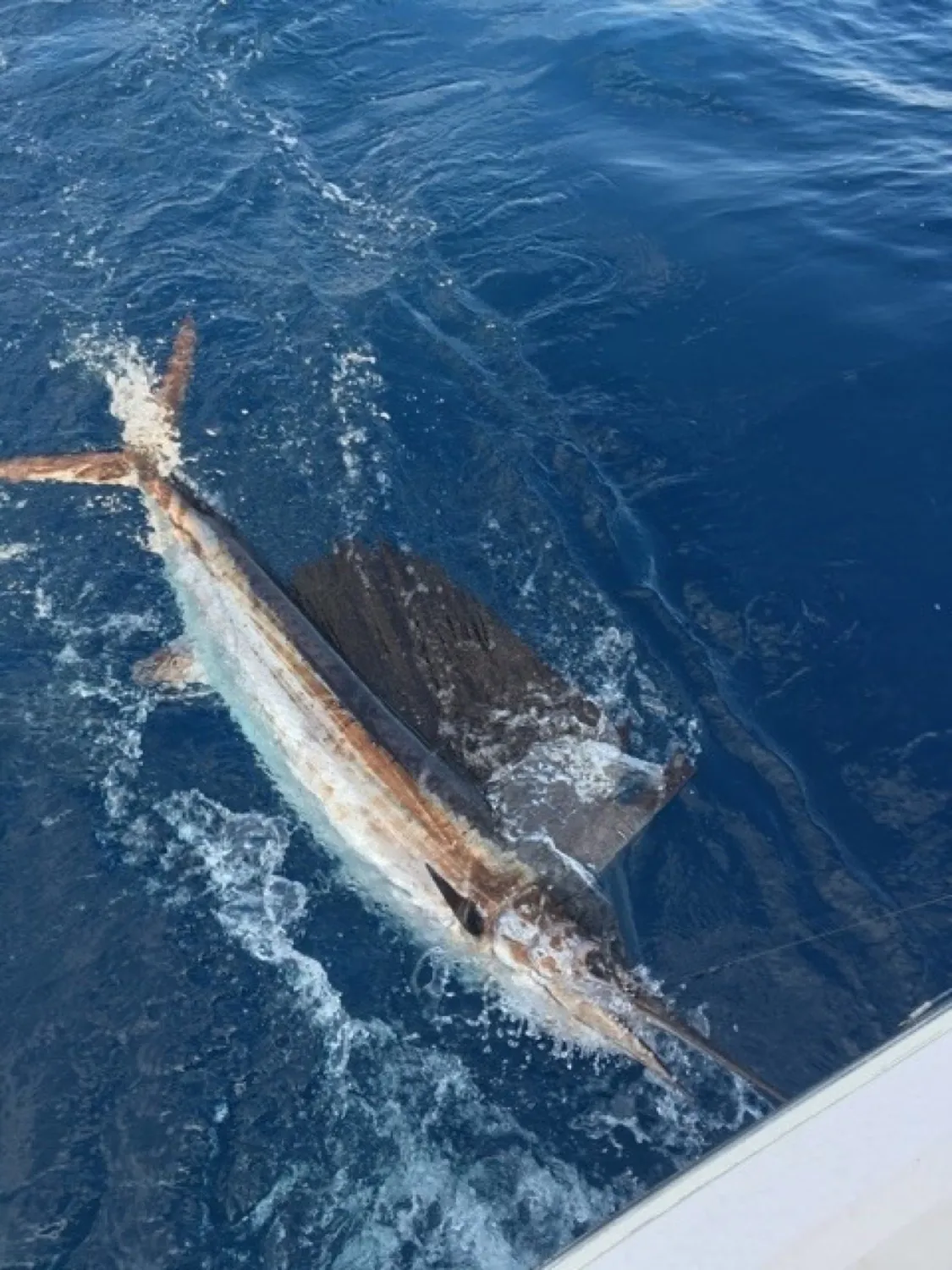 Sailfish