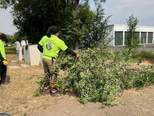 Professional tree removal estimate and hazard assessment in Ogden, UT