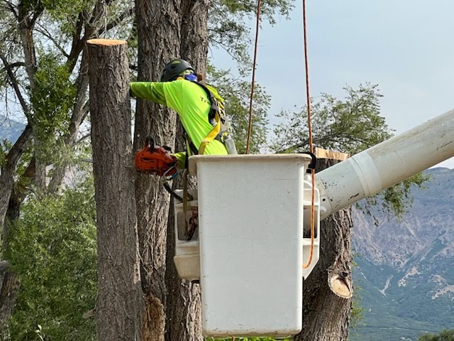 Professional tree trimming and cleanup in Layton UT