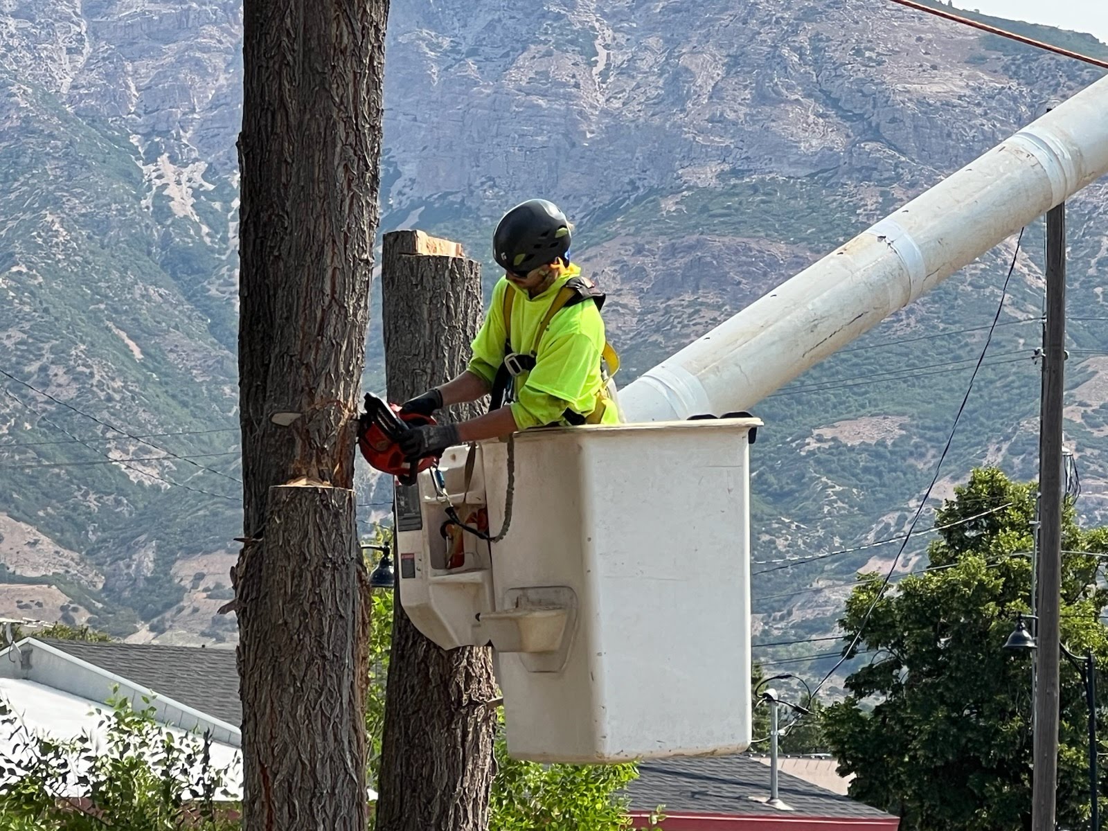 Tree removal crew and equipment in Northern Utah