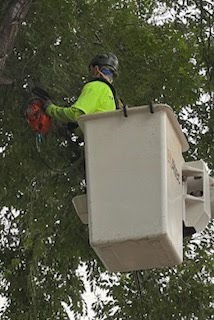 Tree Removal Prices in Layton, UT | What to Expect - safe tree removal process near buildings and parking areas
