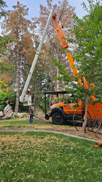 Professional Tree Trimming in Farr West, UT - safe, professional on-site tree trimming for healthier trees