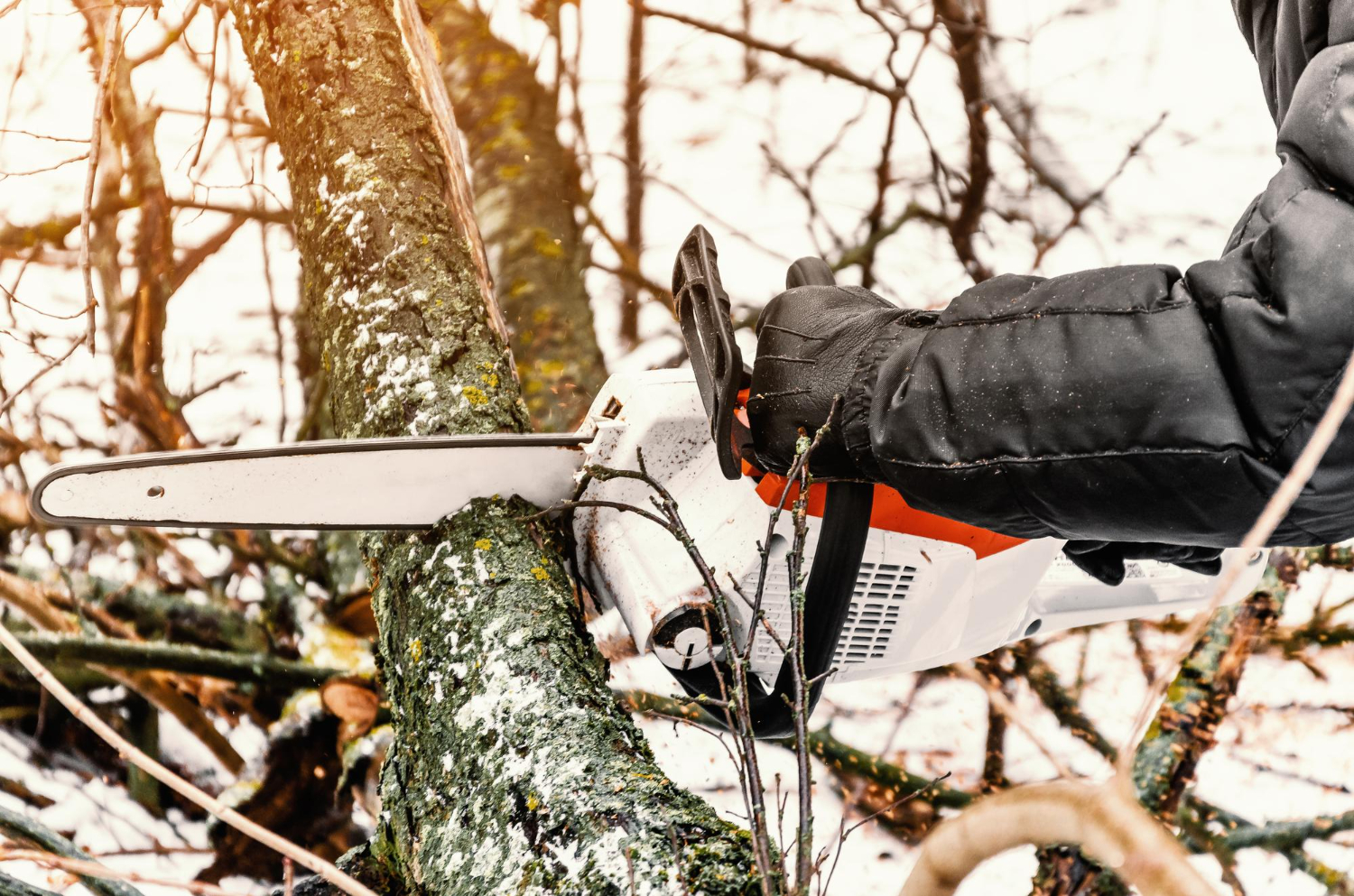 Tree removal crew and equipment safely removing tree in Northern Utah