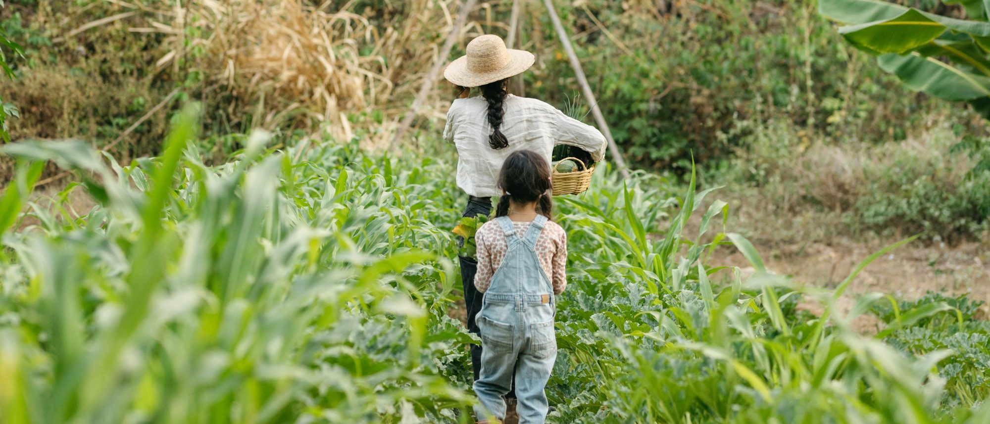 草帽和小女孩提着篮子走进菜地