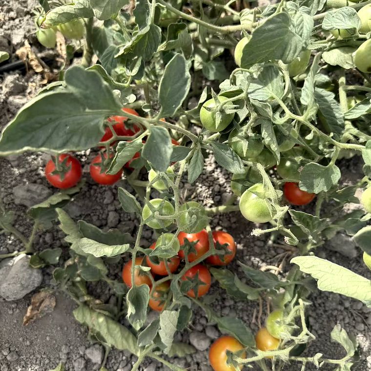 枝上的红番茄