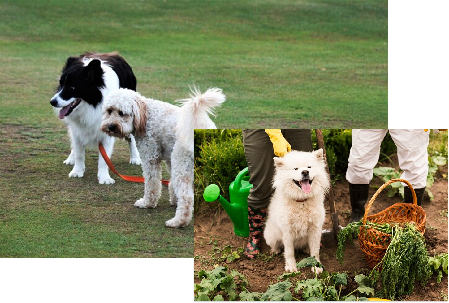 The left side features a black and white Border Collie standing on a leash next to a fluffy, cream-colored Labradoodle or similar mixed breed dog on a patch of grass. The right side shows a small, fluffy white Samoyed or similar Spitz-type dog happily sitting in a dirt garden plot near a green watering can and a wicker basket filled with harvested green vegetables, with a person wearing yellow gardening gloves and white pants standing over it.