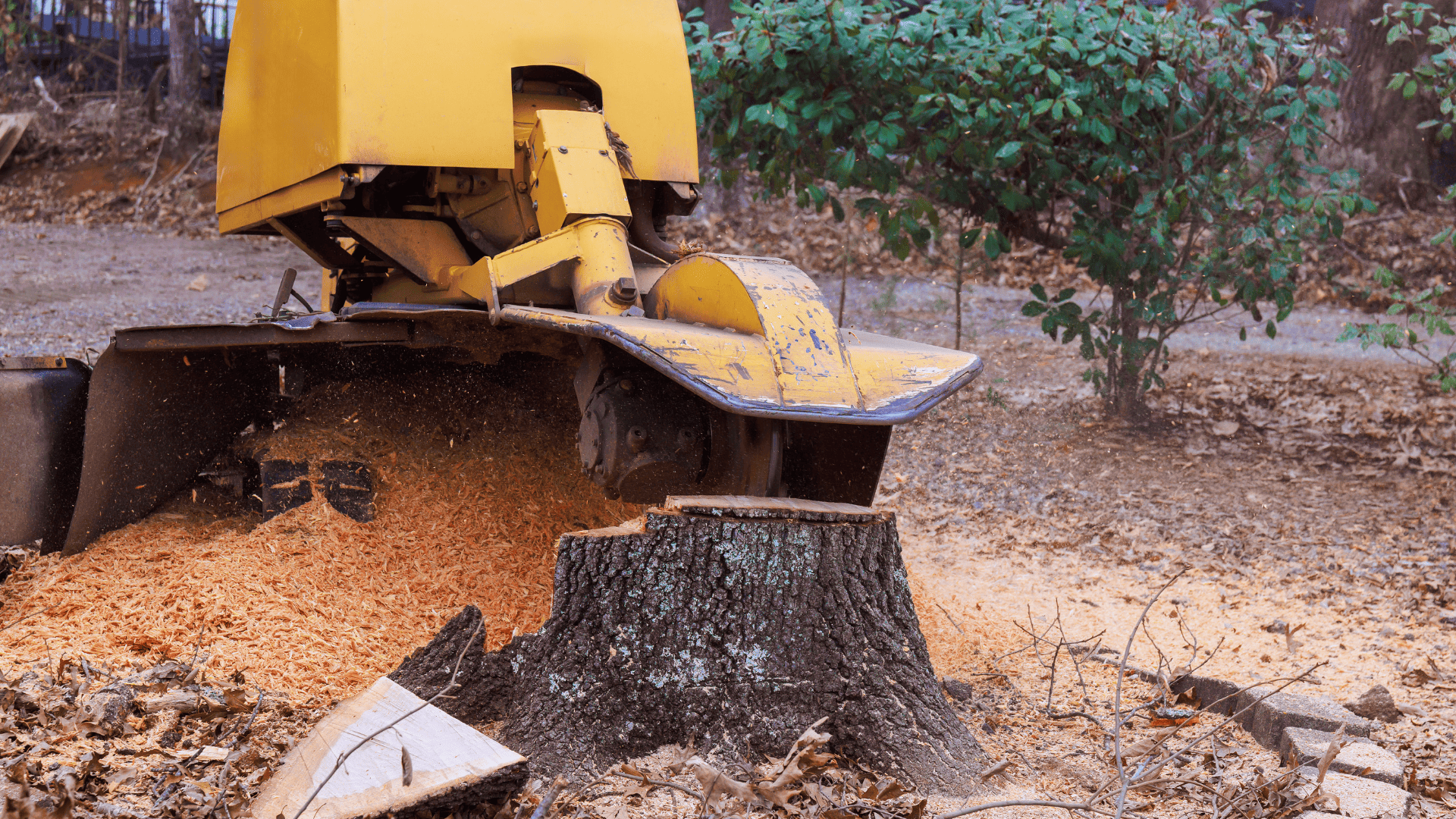 Stump Grinding in Watertown