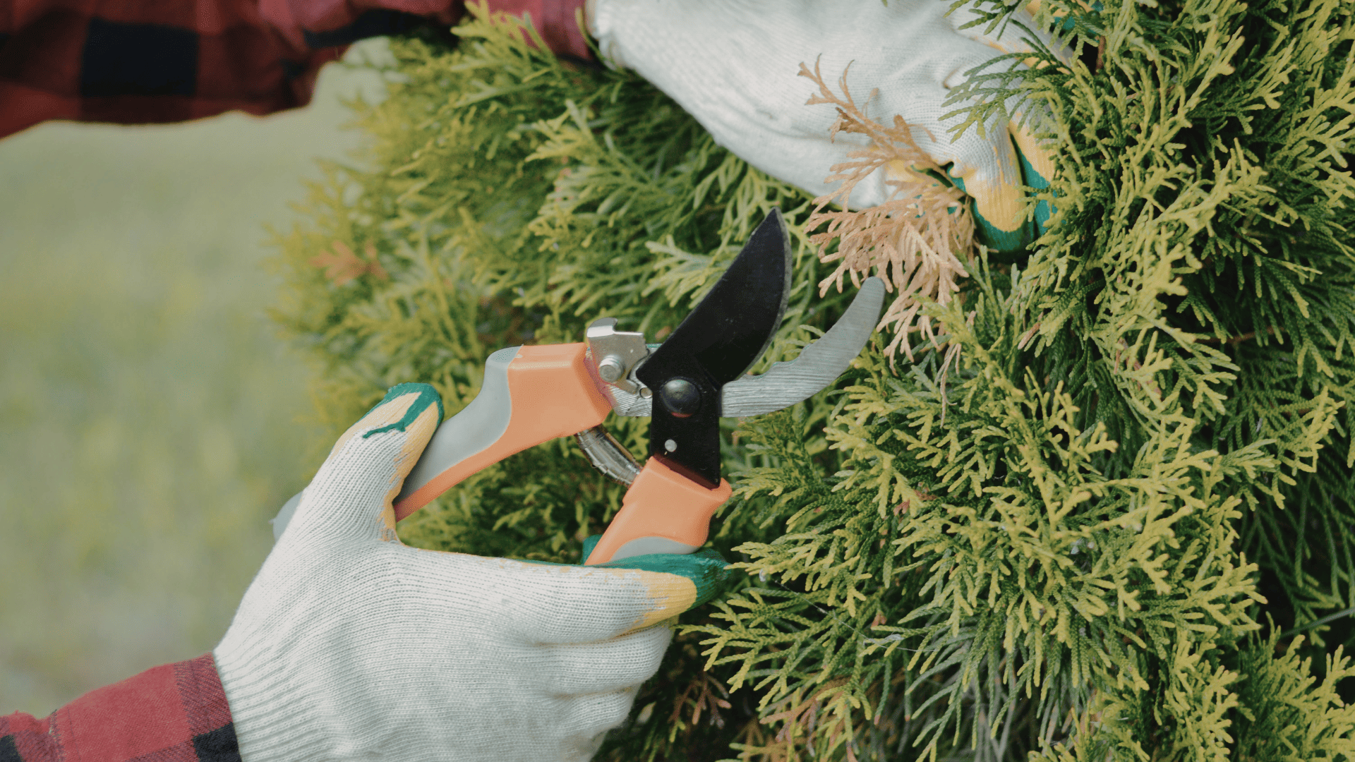 Pruning in Watertown