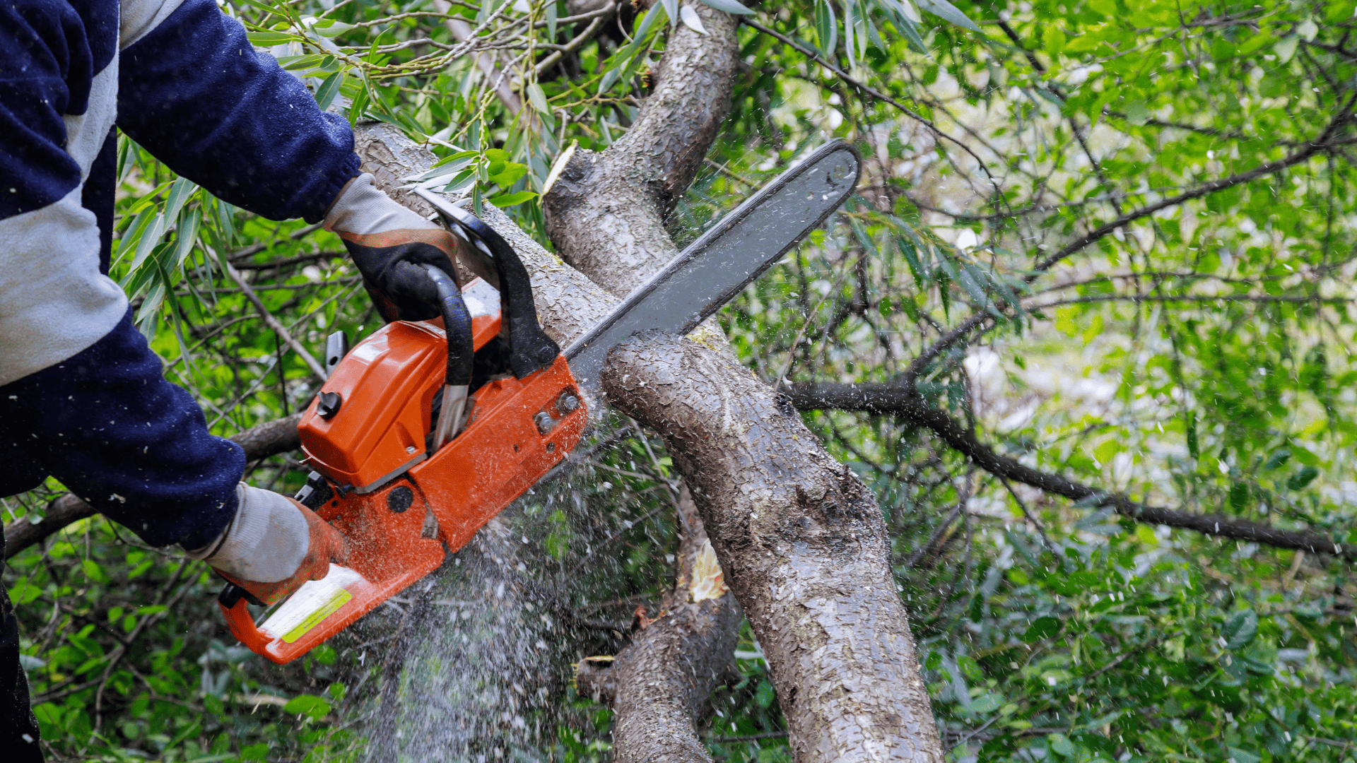 Tree Trimming in Watertown