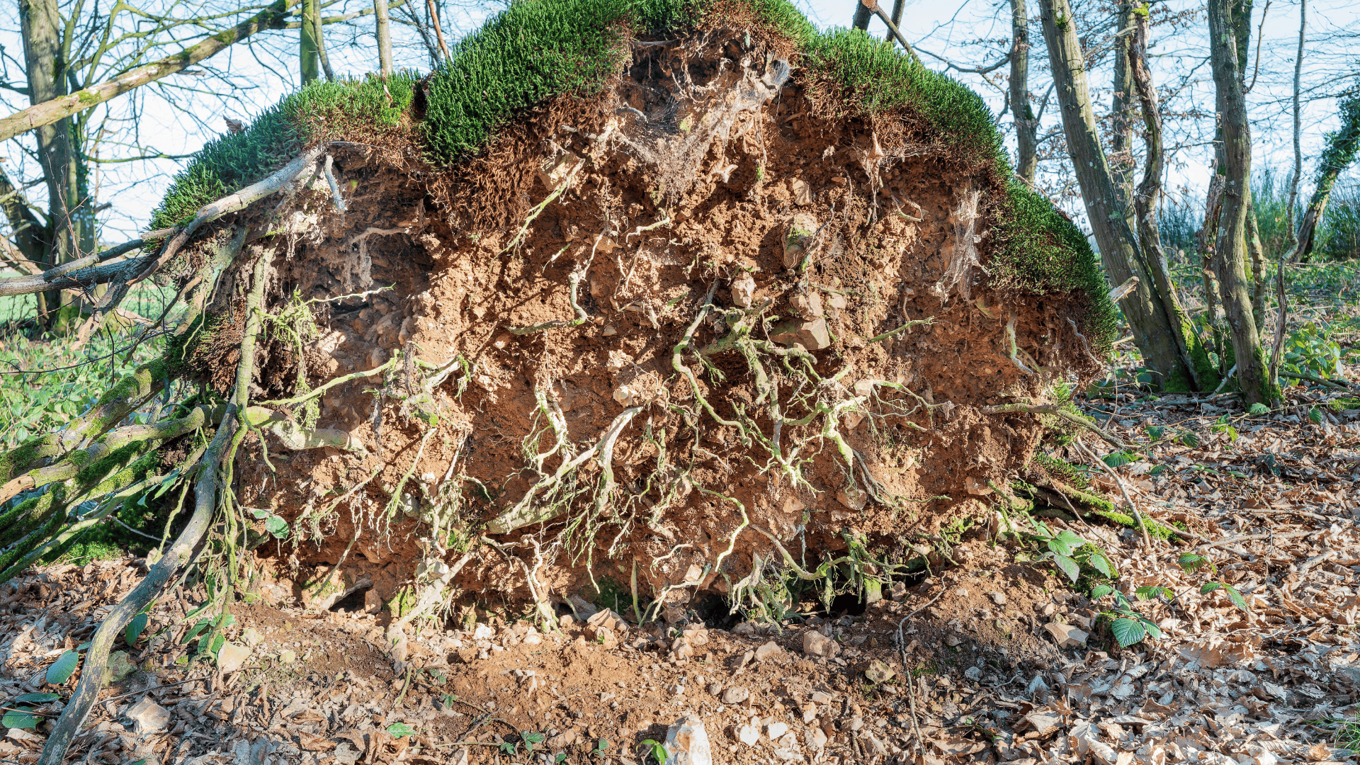 Tree Stump Removal in Watertown