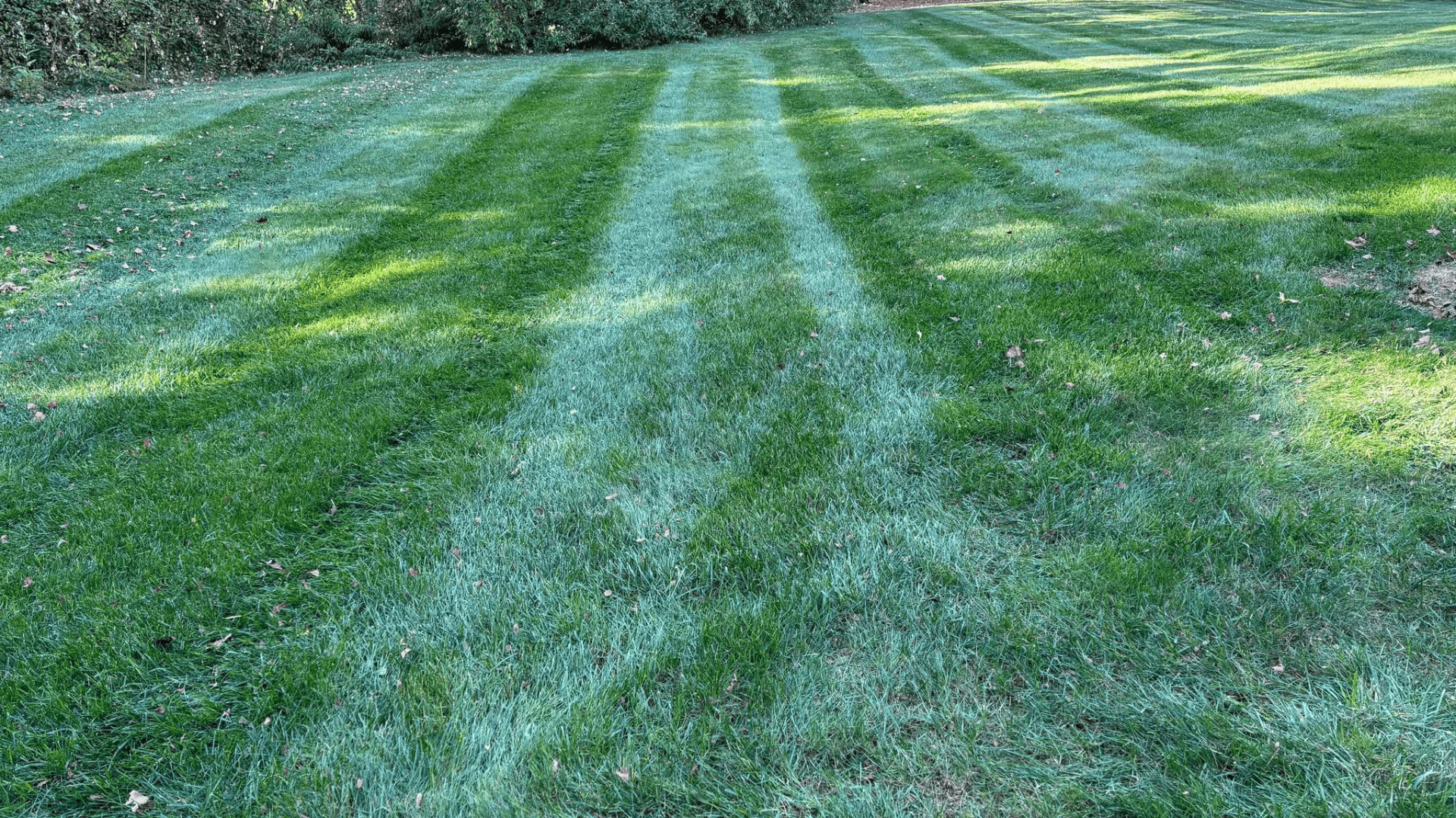 Lawn Install Watertown