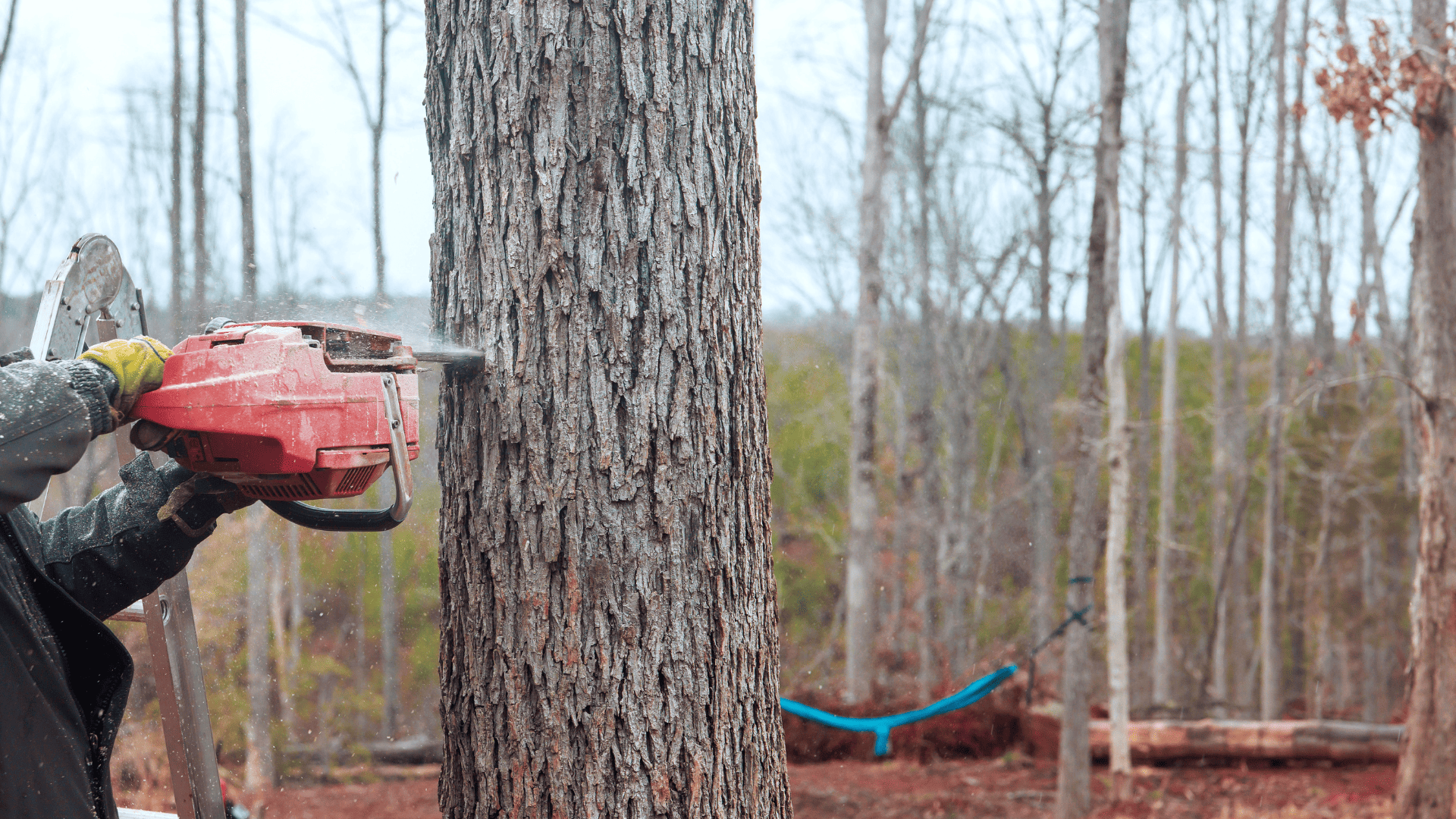 Litchfield Tree Trimming