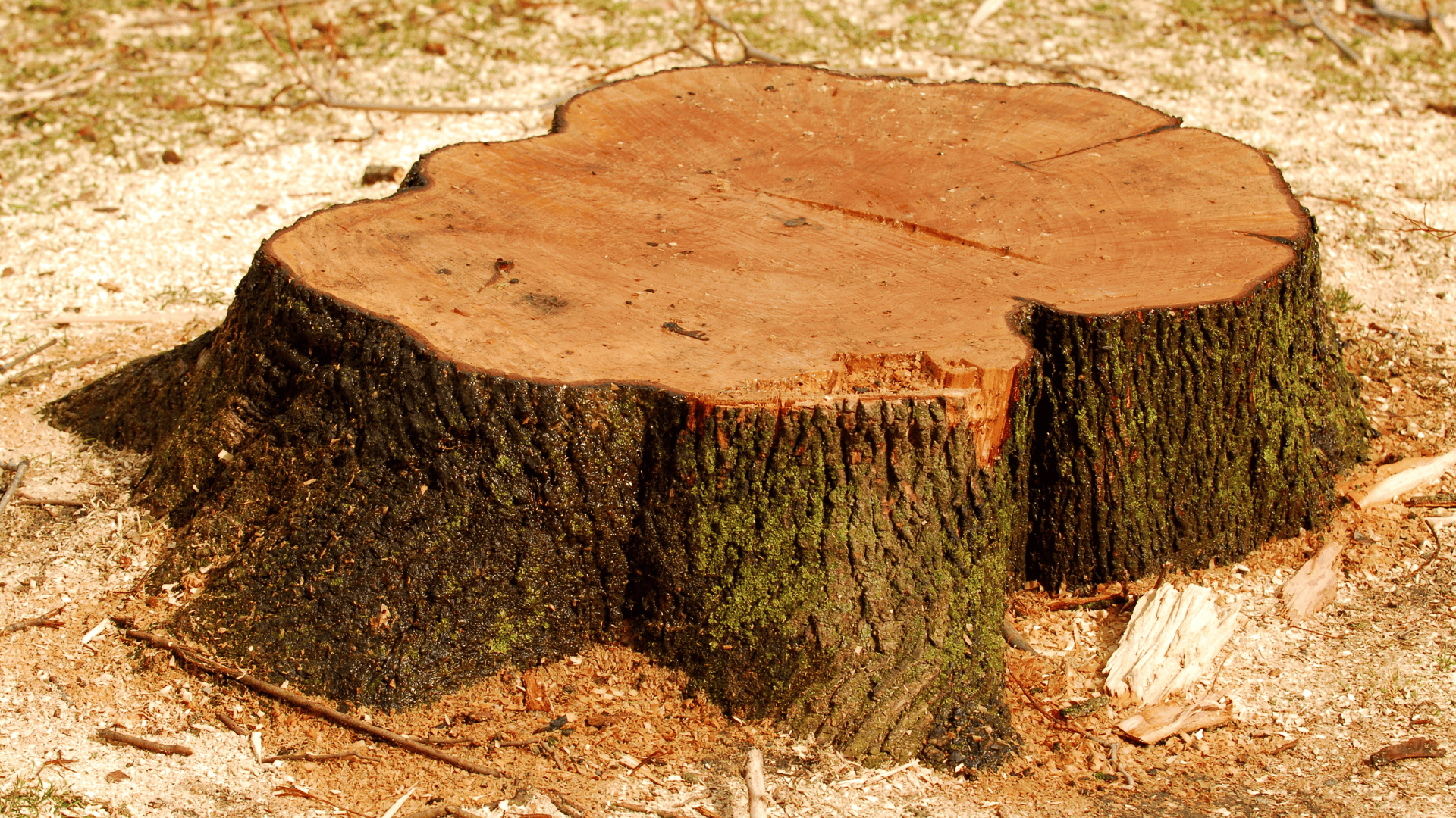 Bethlehem Fall Clean Up