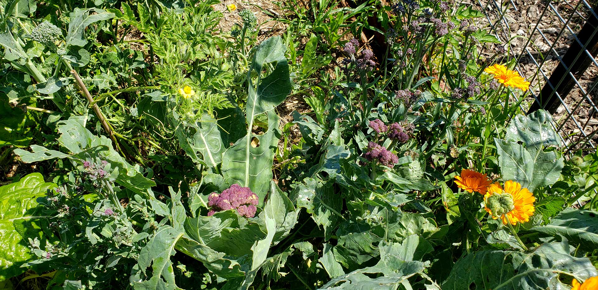 veggie-garden