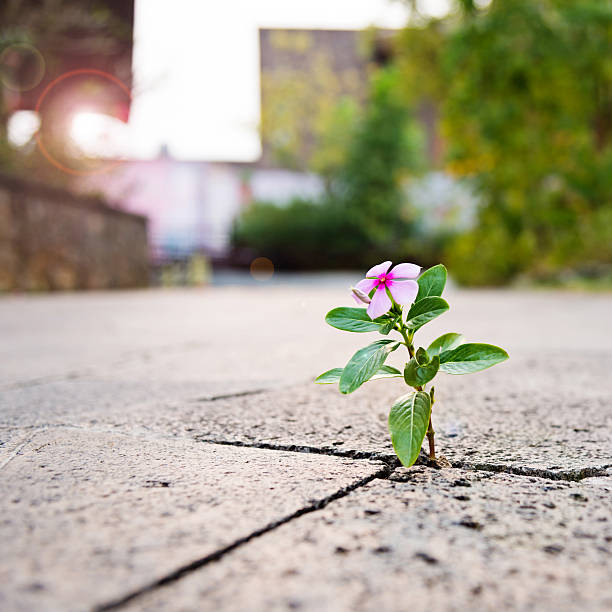 Conquer The Change #372