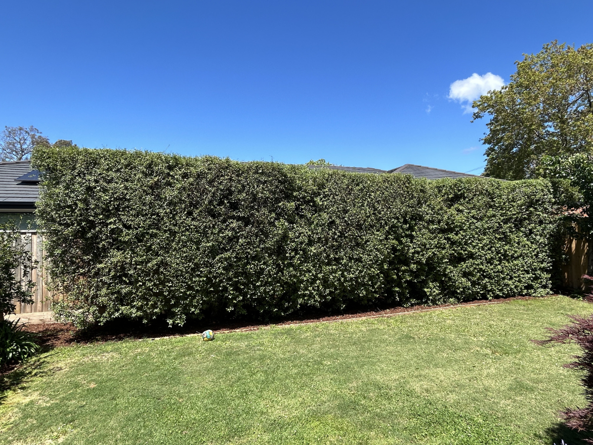 After - Sunnyside Gardens result 2