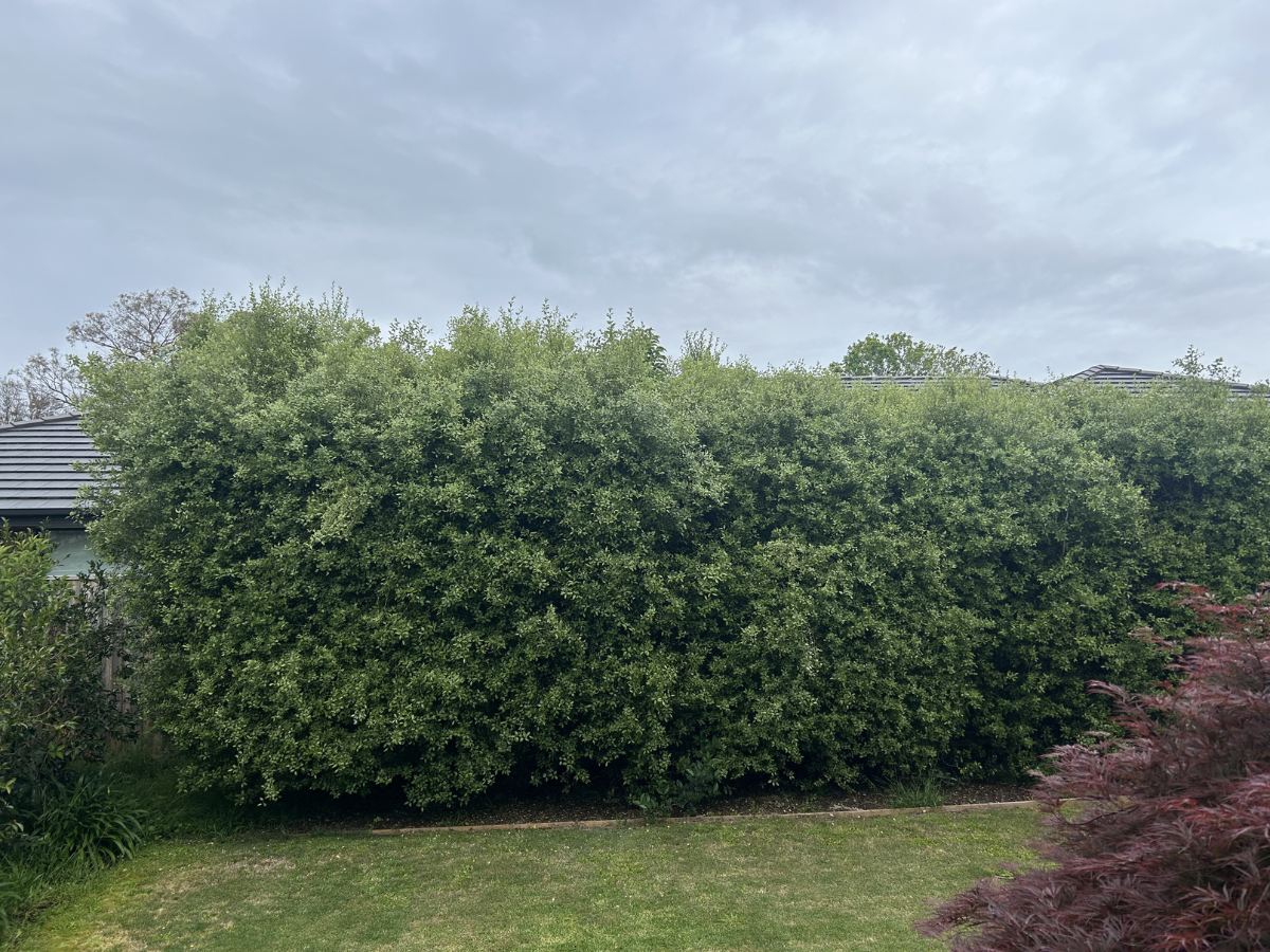 Before - Sunnyside Gardens 2