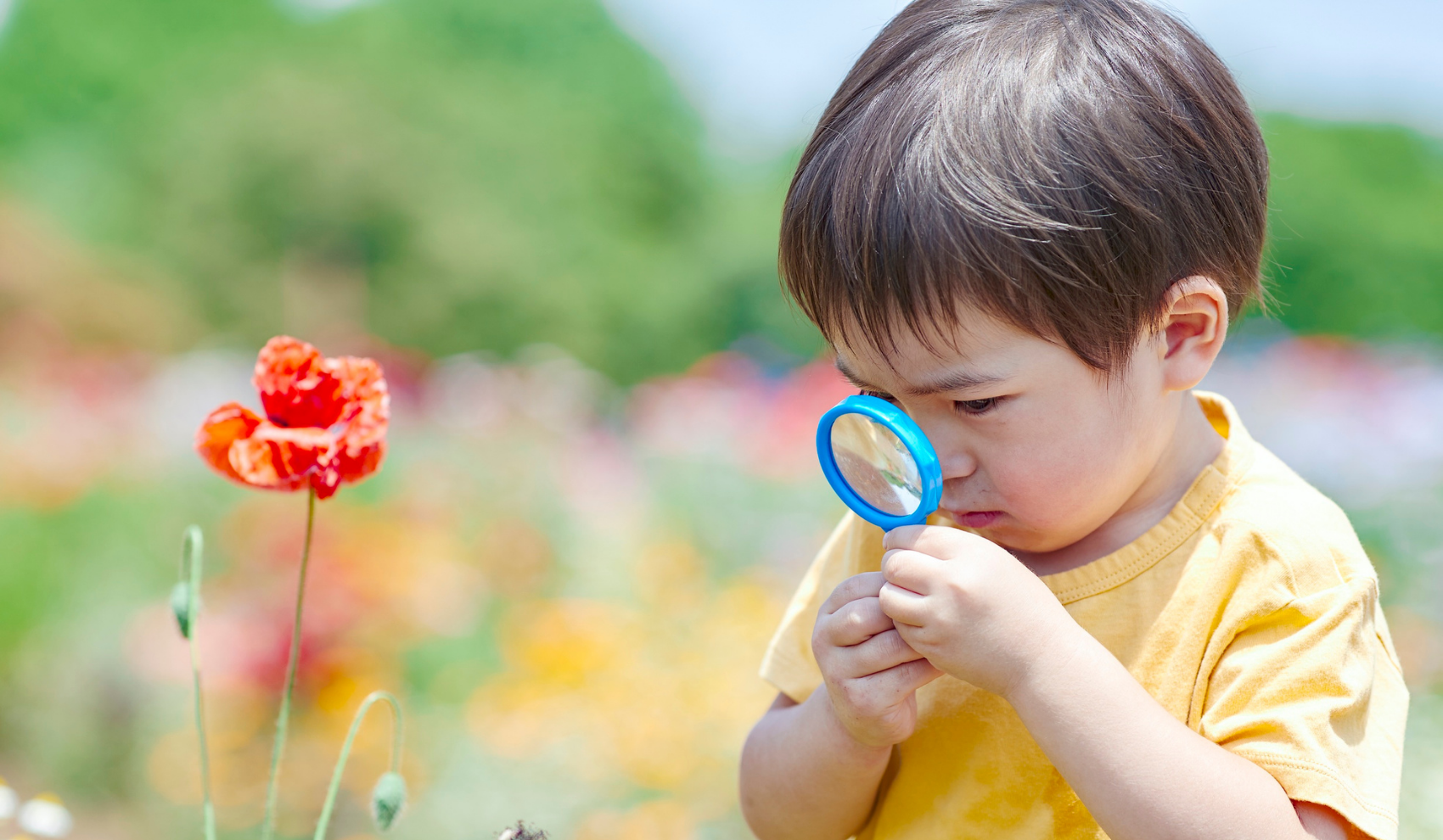 observación, ver detalles con interés