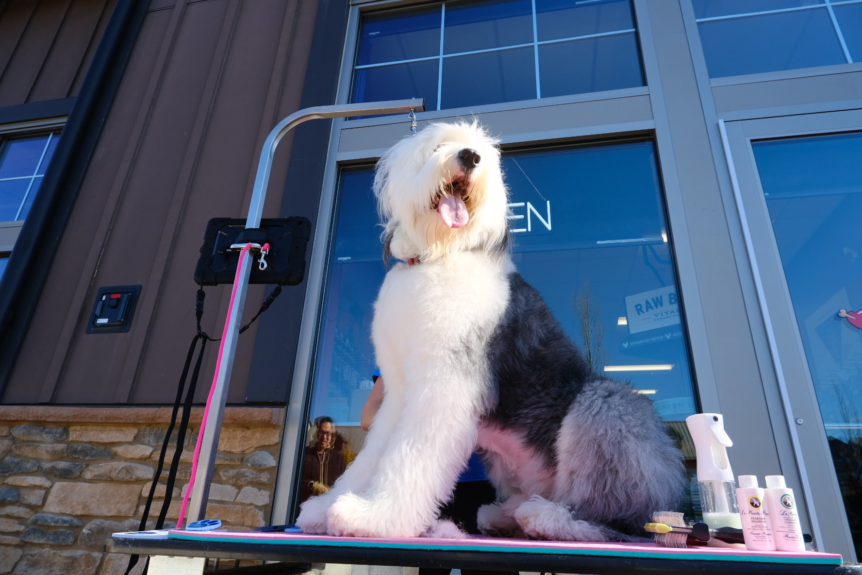 Dog grooming