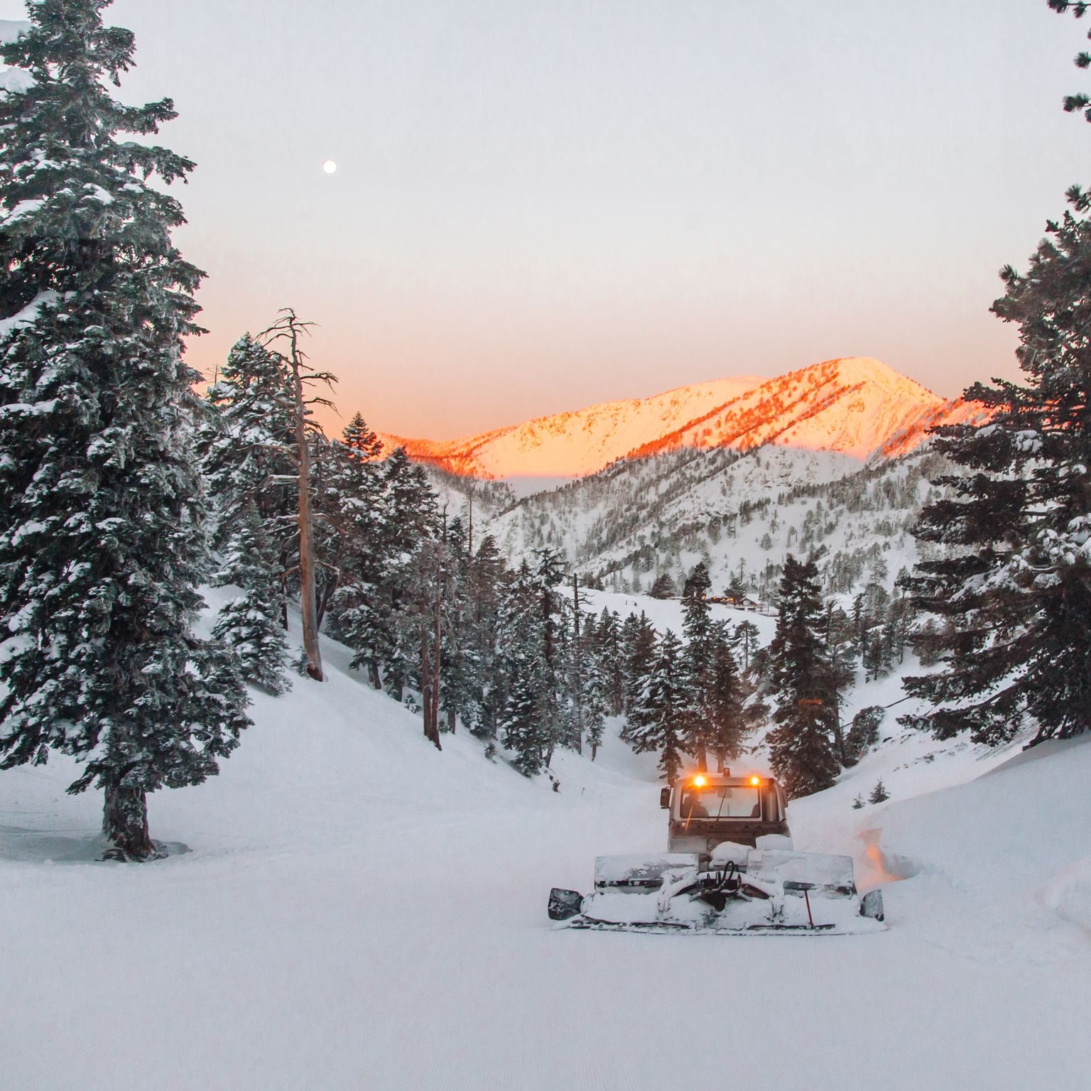A snowcat glowing under alpenglow among snowy pines at dusk