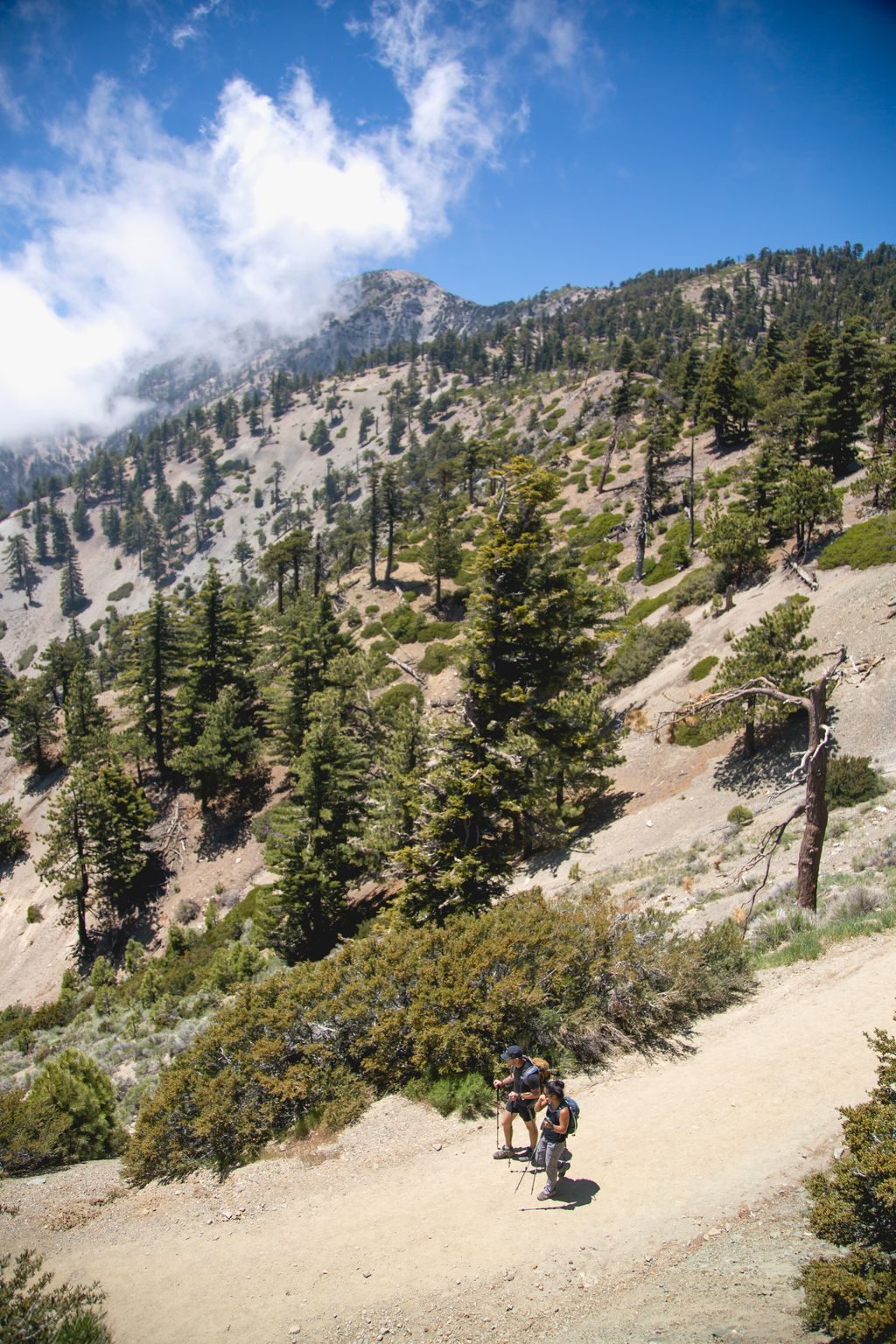 A summer trail through the pines
