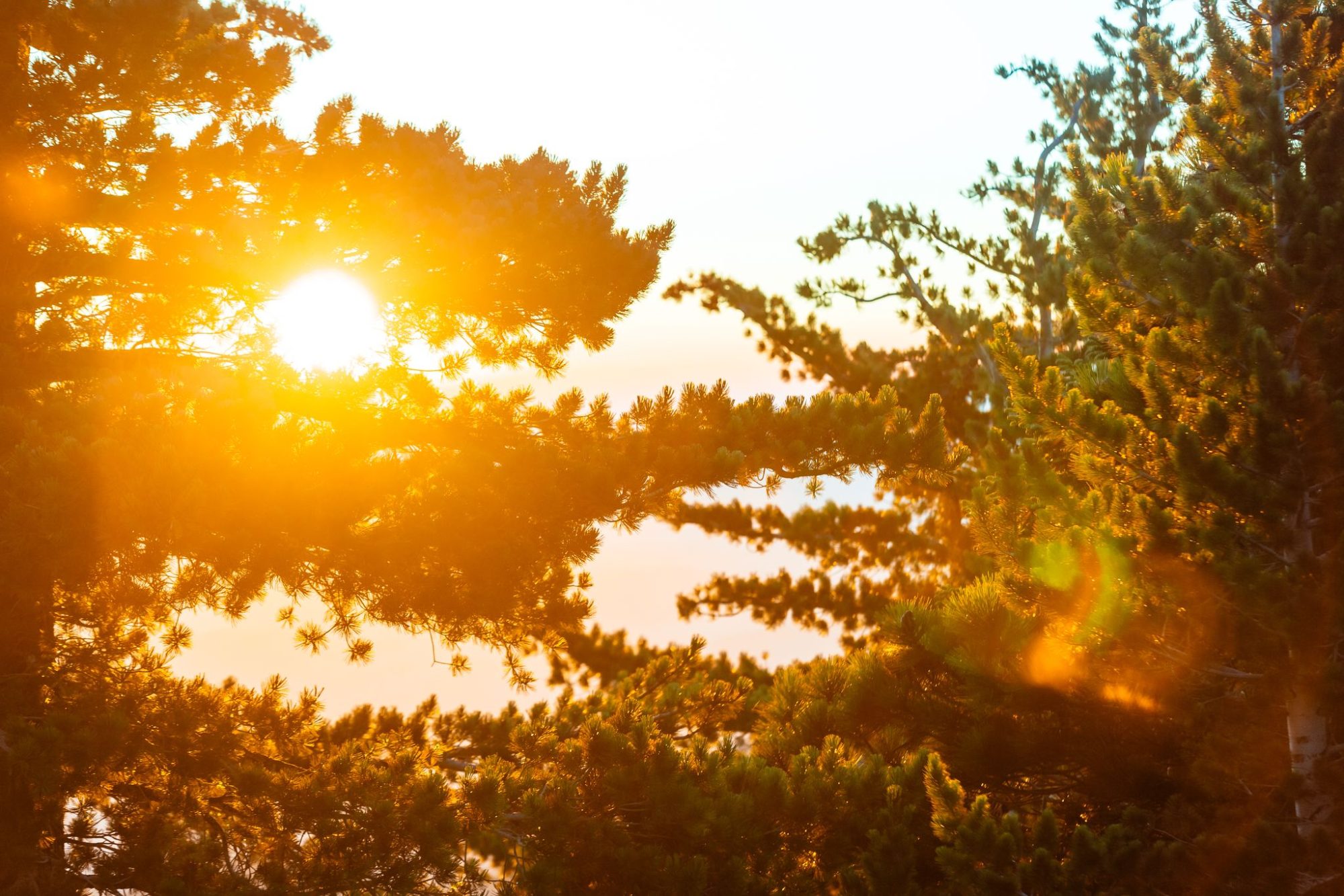 Sun through the pines on a summer day