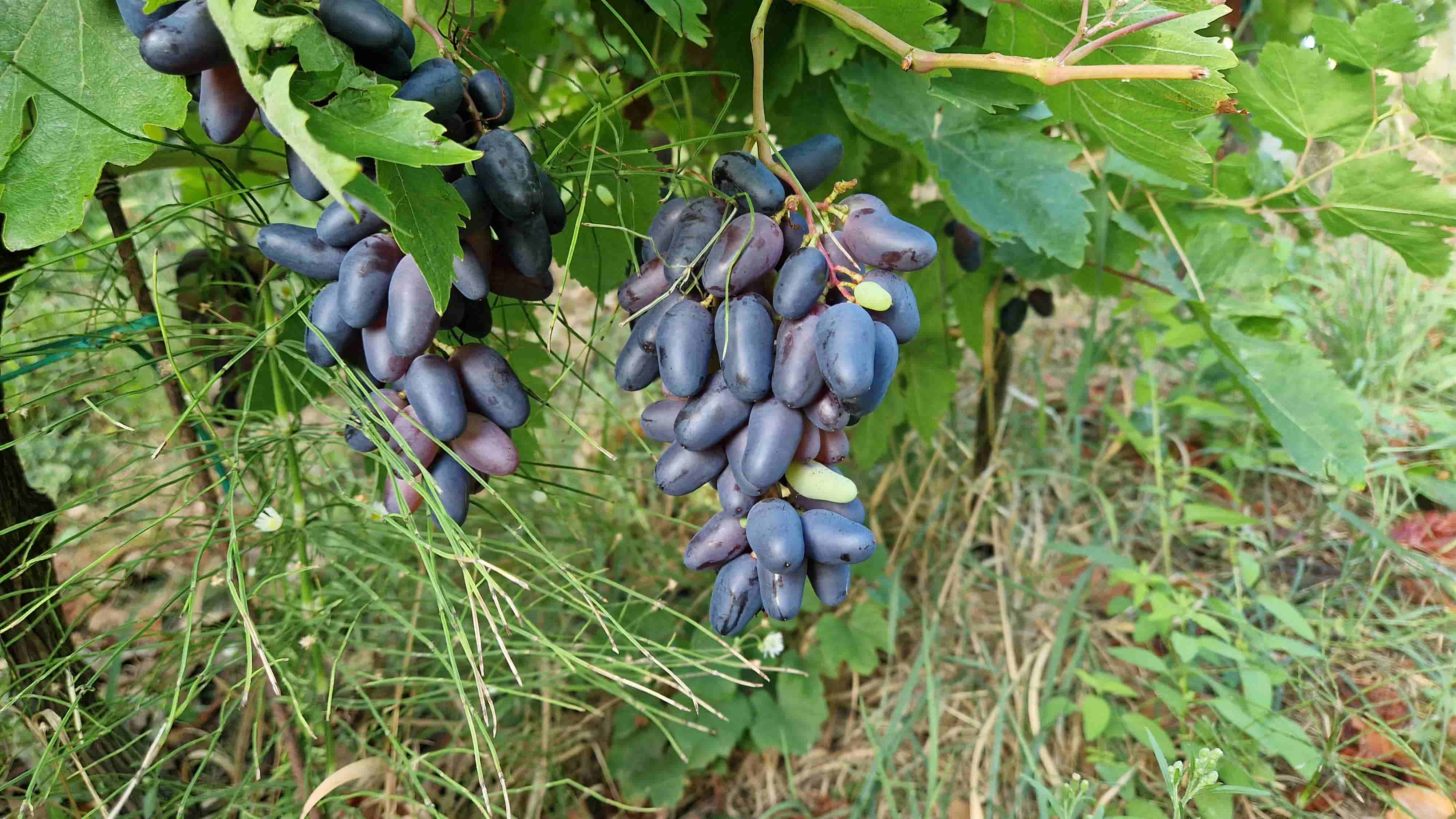 Grozdovi vinove loze uzgojene iz loznih cijepova