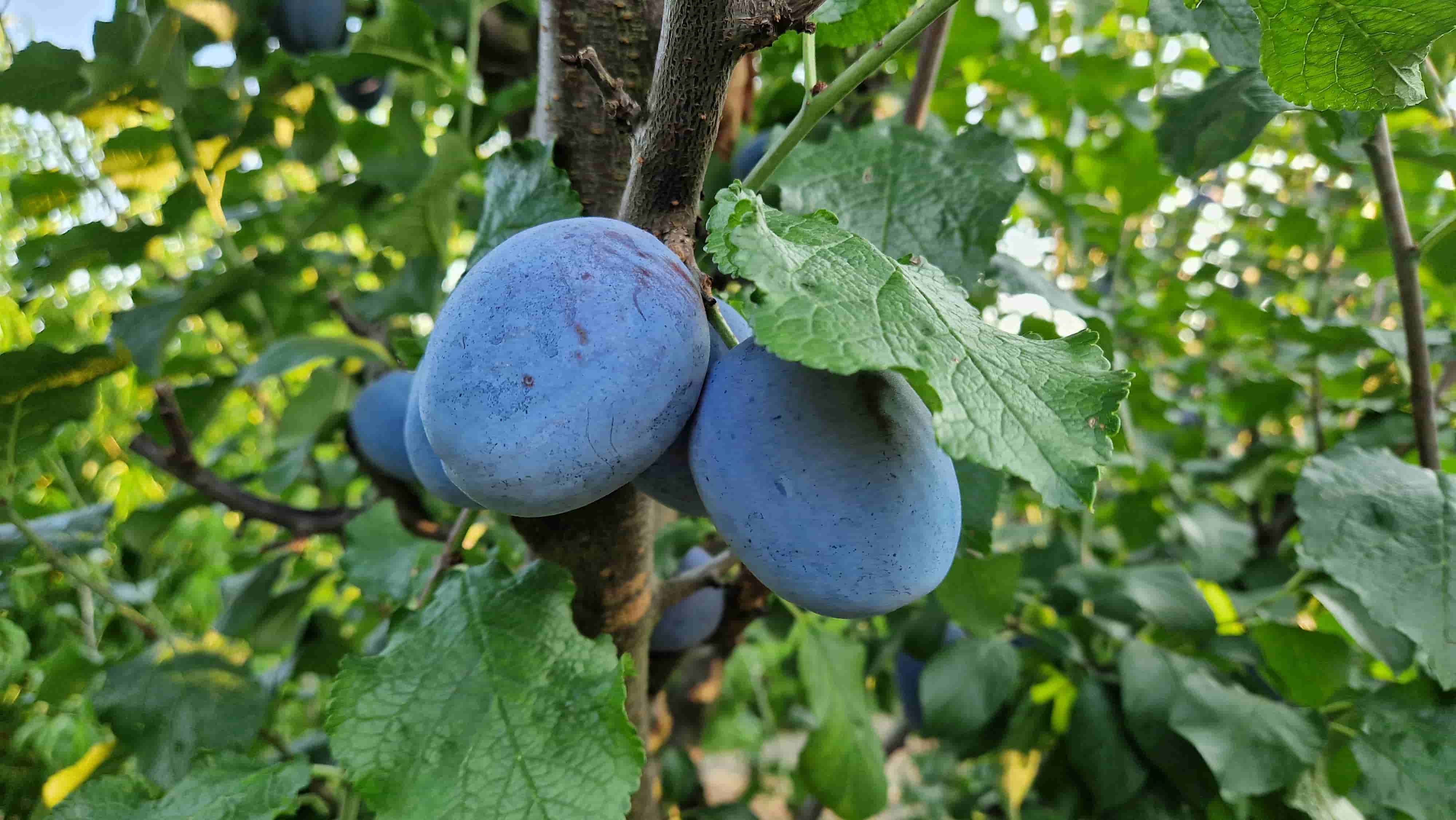 Odabir i razmnožavanje