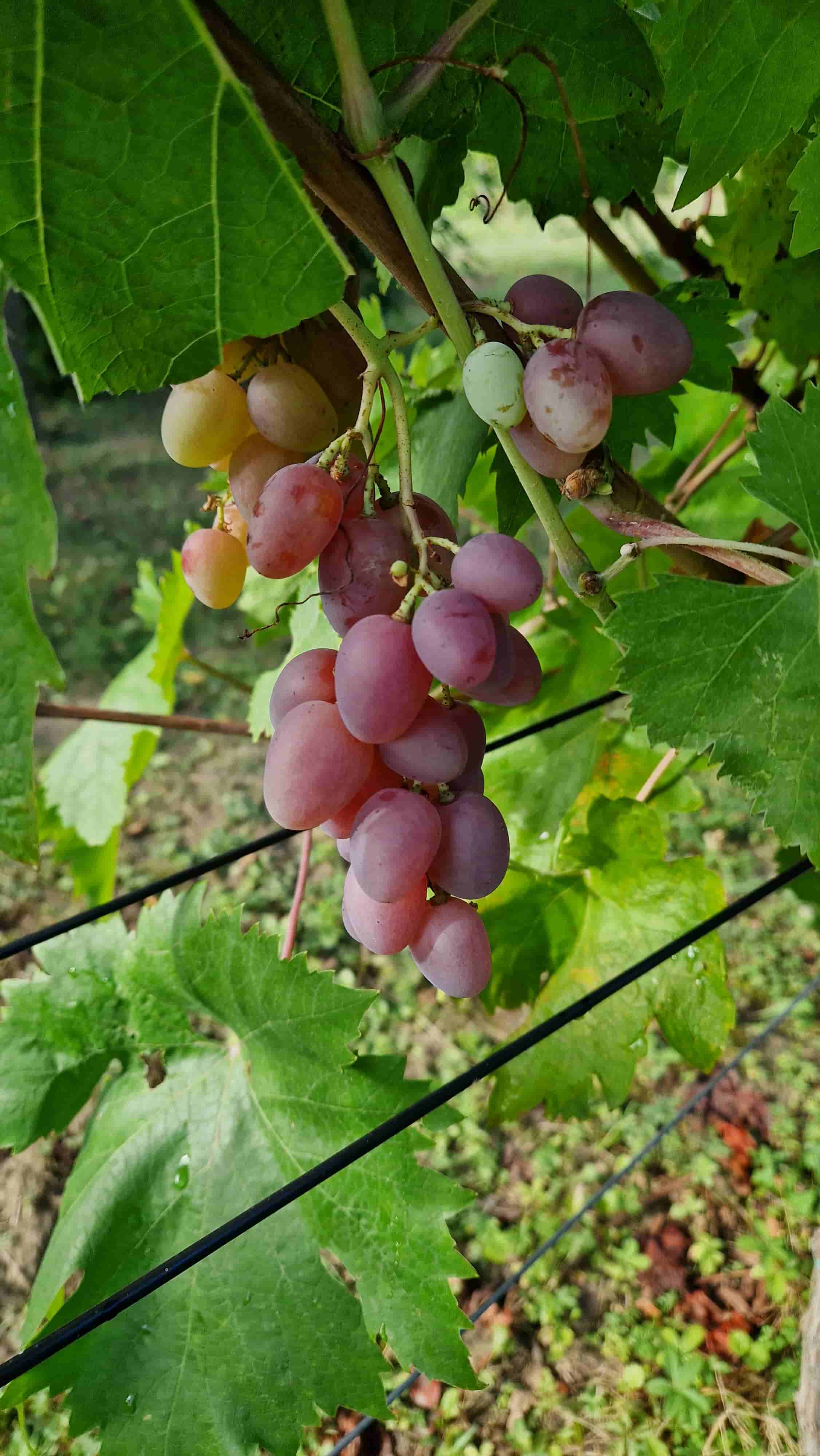 Sadnice grožđa