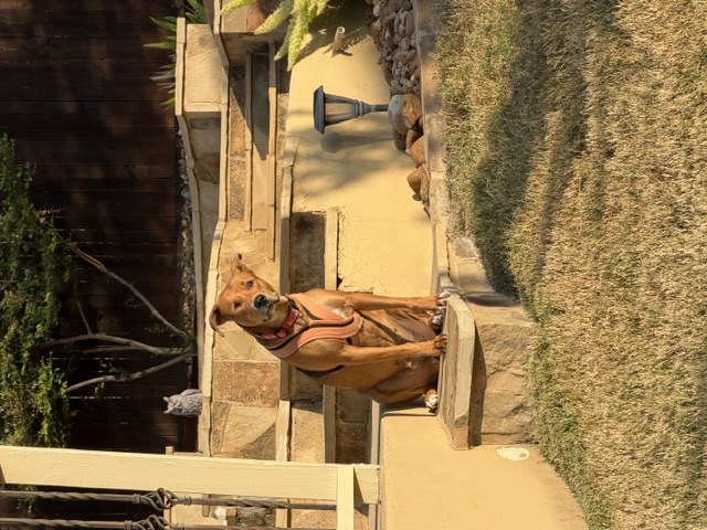 A tan rescue dog sitting on a stone step in the sunshine
