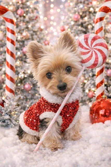 A Yorkie in a red sequined Christmas sweater with a peppermint lollipop