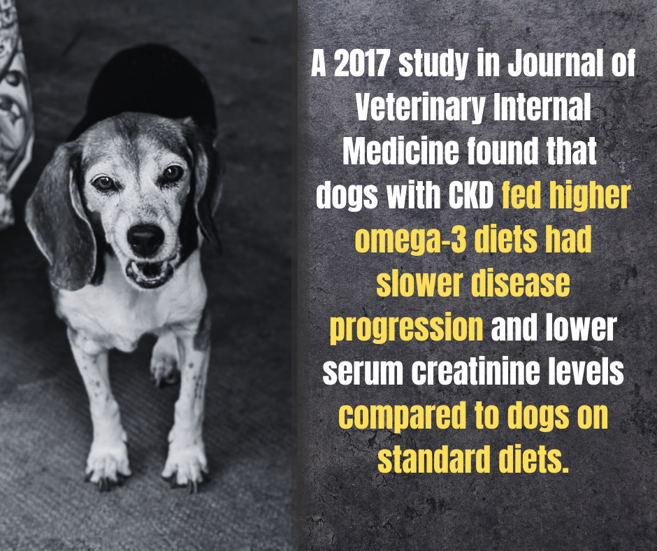 omega 3s dogs with cancer help omega 3s dogs with cancer help