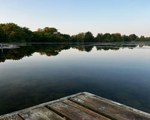 Springfield Aquatic weed removal
