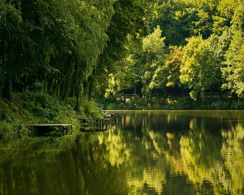 Valley Aquatic weed removal