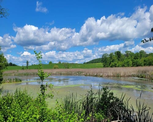 Council bluff Aquatic weed removal