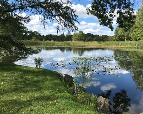 Grand Island Aquatic weed removal