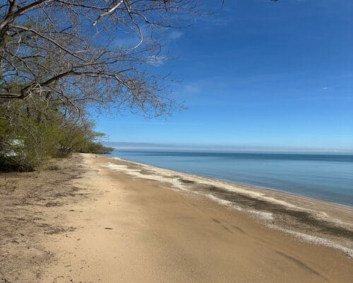 Columbus Beach Grooming and Clearing